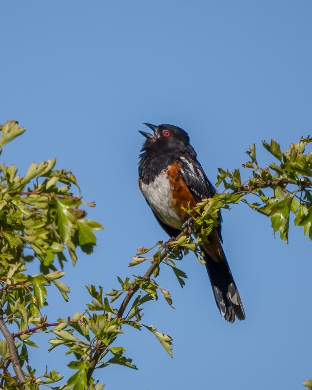 20250610-SJI3-1190-Edit.jpg 20250610-SJI3-1190-Edit.jpg