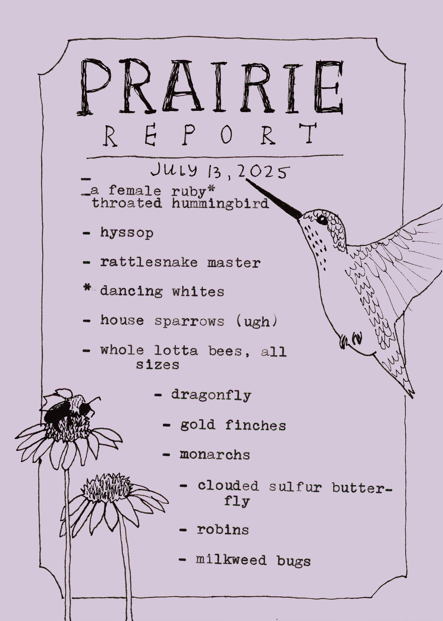 an illustration titled Prairie Report July 13, 2025, there is a drawing of a hummingbird on the left, and two coneflowers with a bee on the bottom. the list reads: a female ruby throated hummingbird, hyssop, rattlesnake master, dancing whites, house sparrows (ugh), whole lotta bees, all sizes, dragonfly, goldfinches, monarchs, clouded sulfur butterfly, robins, milkweed bugs