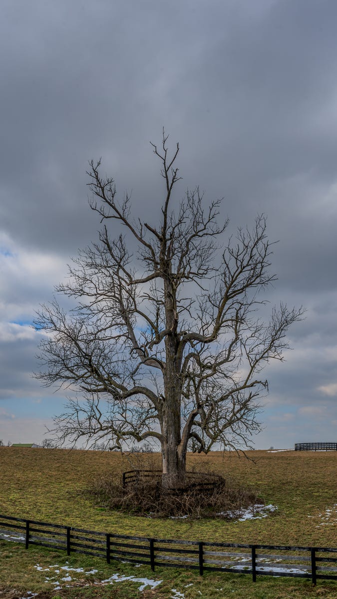 A blue ash tree shortly after being struck by lightning.