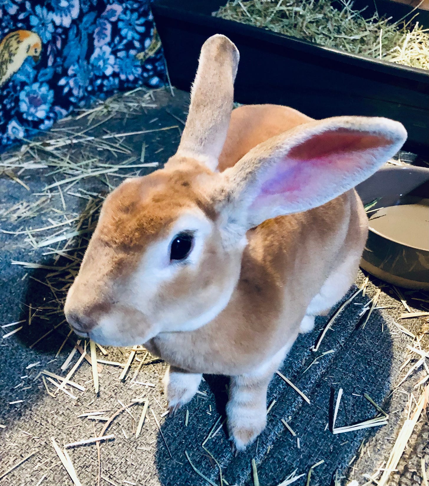 Rabbit