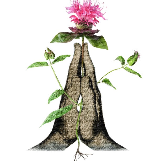 Field Notes for Growing