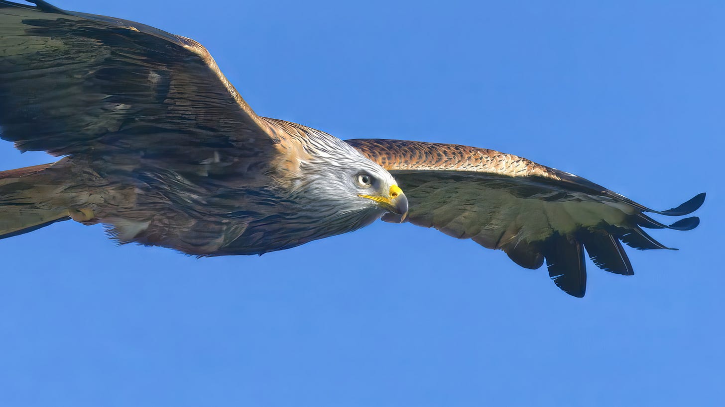 A close up of a red kite in flight