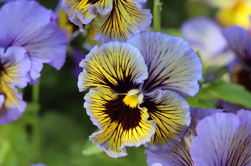 Pansy Frizzle Sizzle, SIxburnersue Pansy Frizzle Sizzle, SIxburnersue