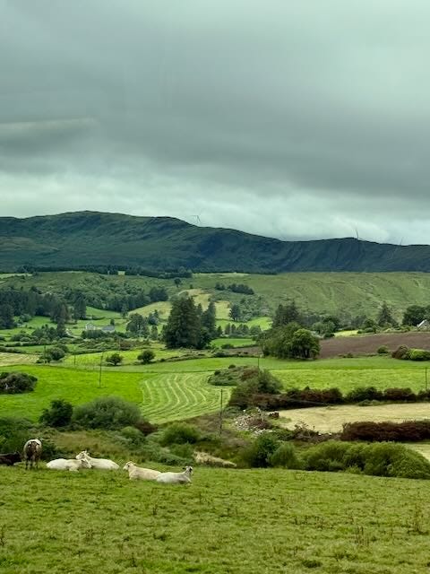 Farms, hedgerows, sheep