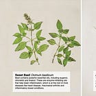 Herbal Digestives