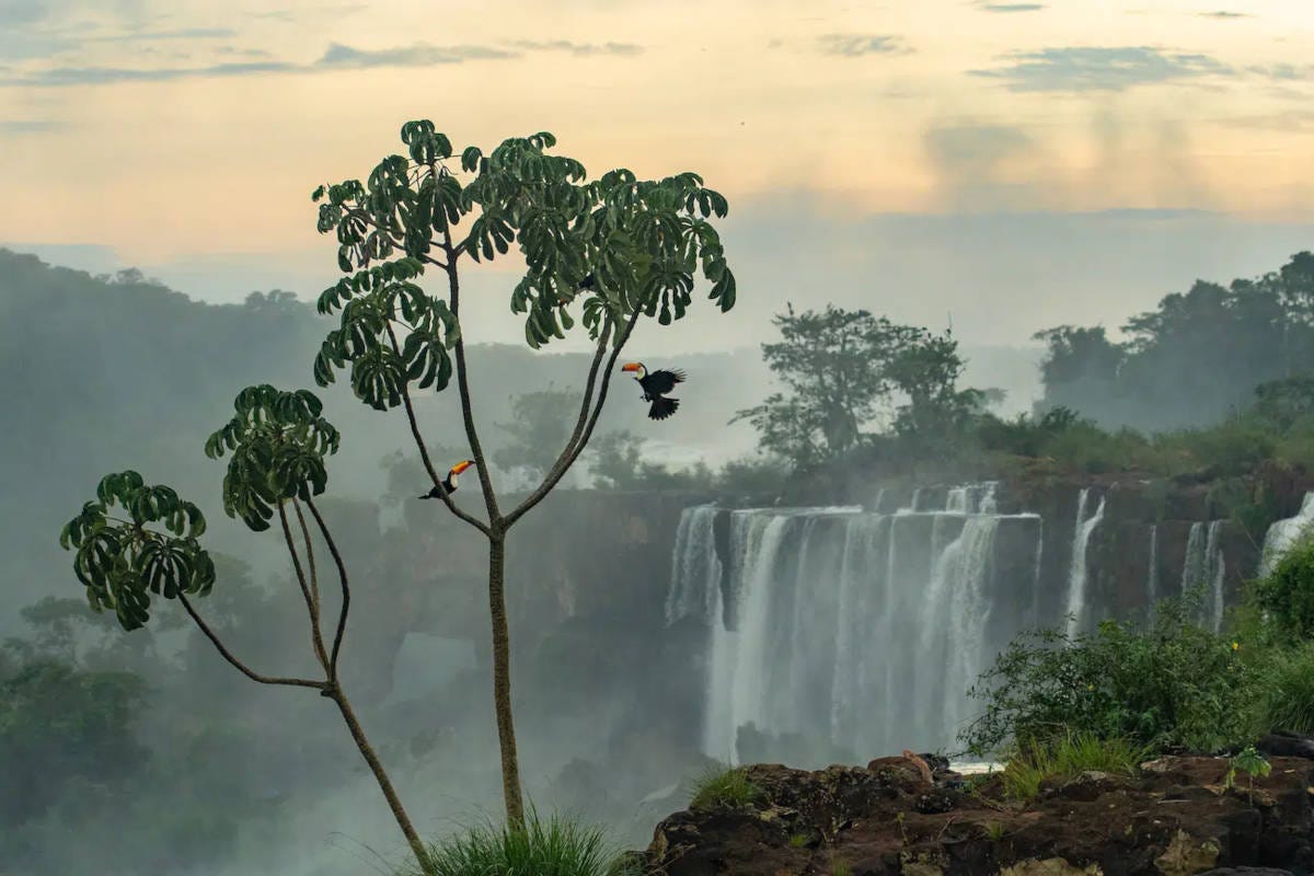 con las cataratas del Iguazú al fondo, se ve un árbol con dos tucanes de color oscuro y pico naranja brillante