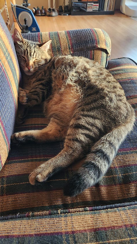 kitty sleeping