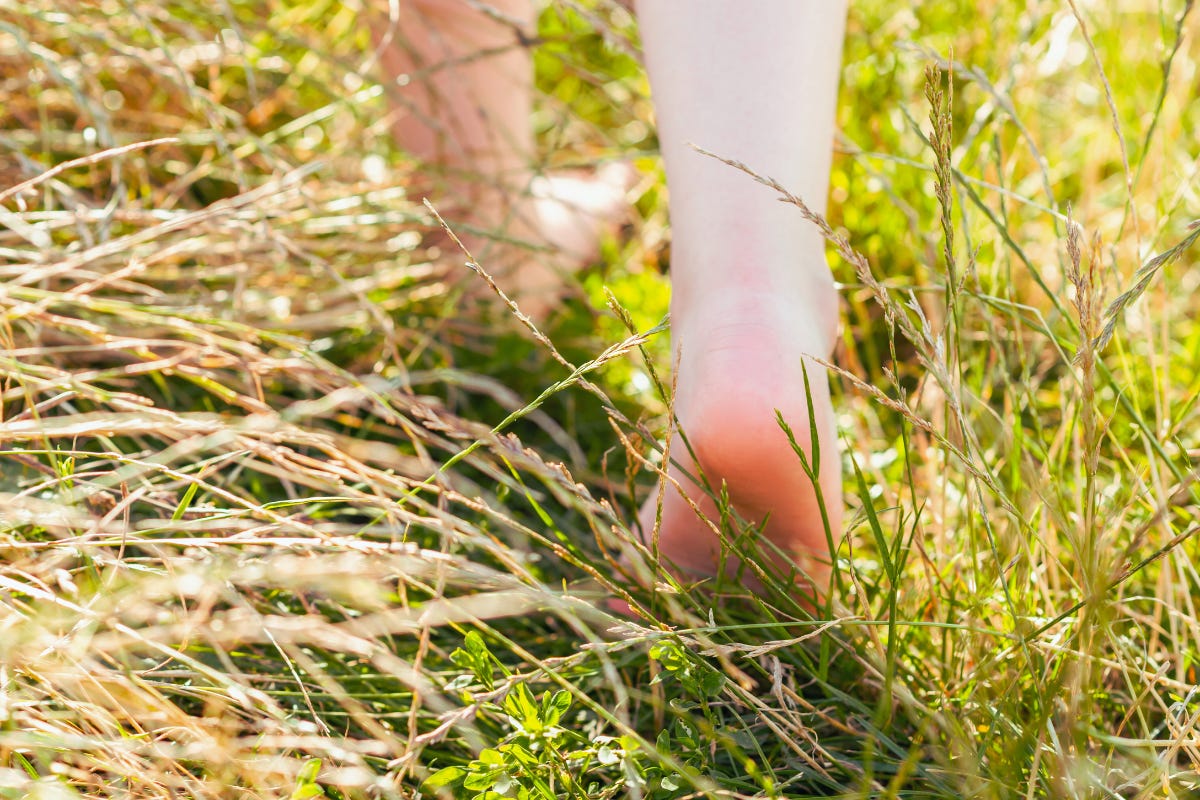 A woman's bare feet walking in the long grass. A woman's bare feet walking in the long grass.