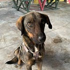 A Year in Oaxaca: Part 4 — A New Dog