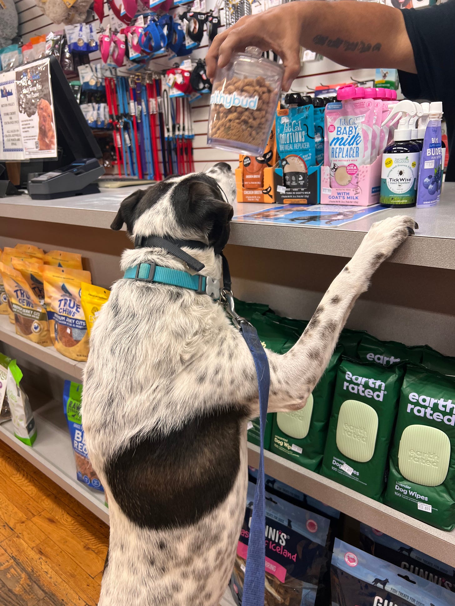 My dog shadow standing on his hind legs asking for a treat at the pet store check-out counter.