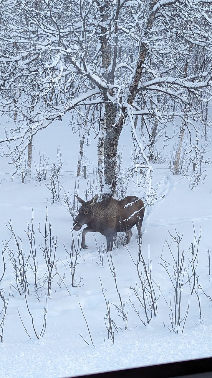 A red-haired woman in a dark navy wool jumper with aurora-coloured patterns round the neck stands with her hands in her pockets, smiling in the cobalt blue light in the arctic, snow piled on the balcony behind her. Also, a large, tawny-brown moose gently walks through deep snow under bare trees.
