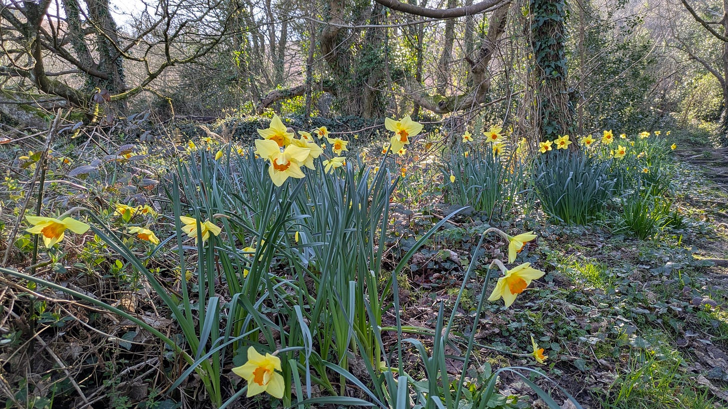 daffodils daffodils