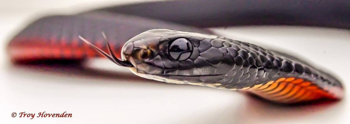 red belly black snake red belly black snake