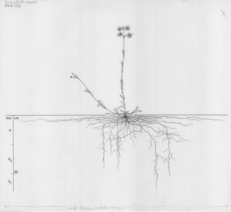 Lychnis root drawing Lychnis flos-cuculi