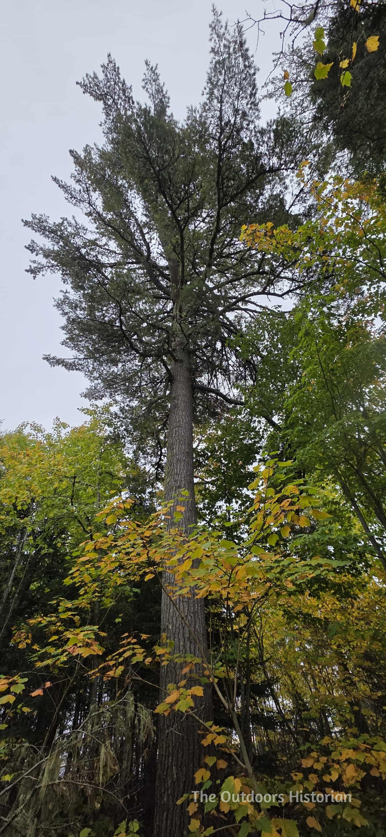 A tall white pine towers above hardwoods with golden leaves with a grey sky in the background.