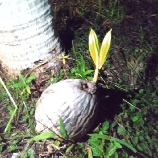 Artwork for The Gringo Who Listens to God