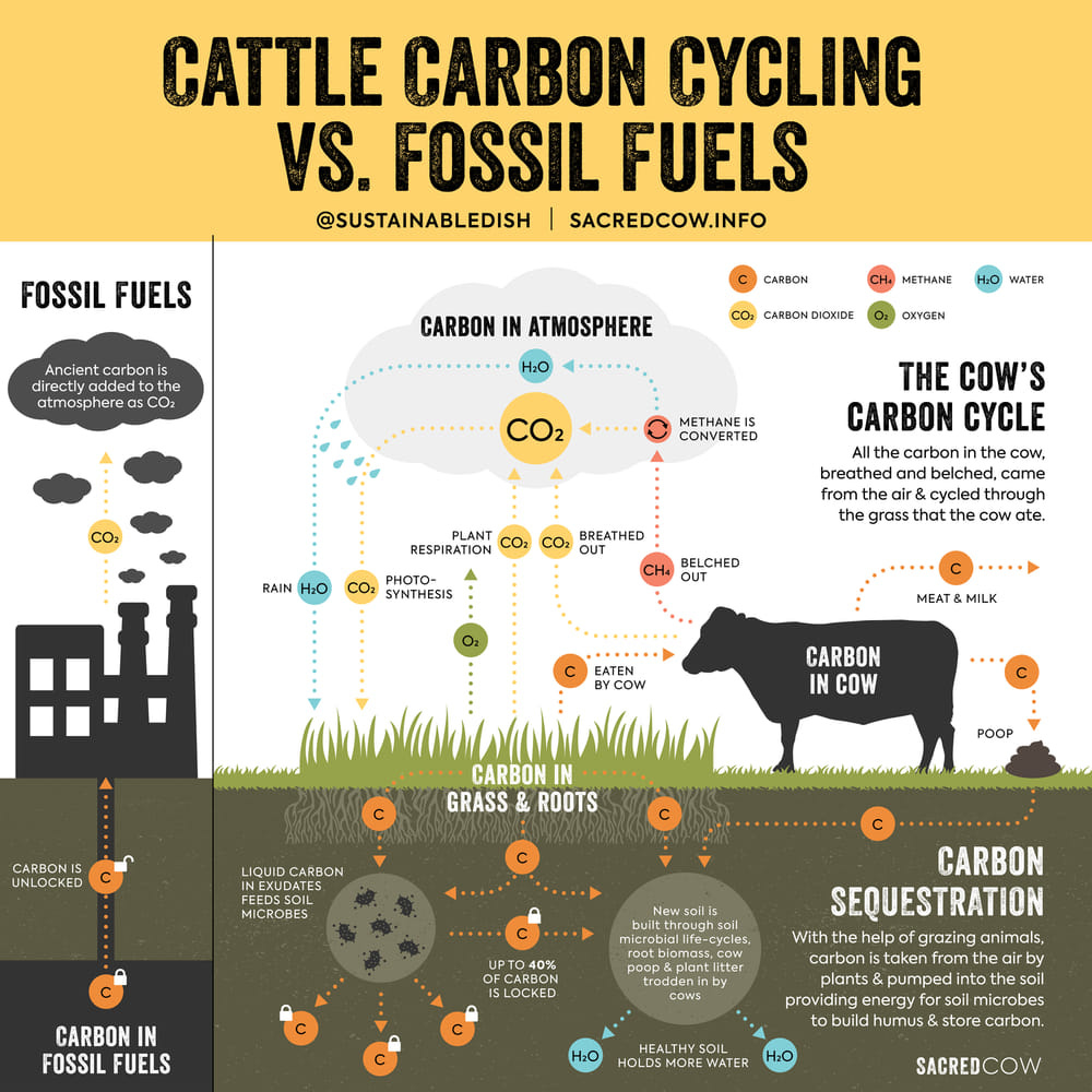 May be an image of text that says 'CATTLE CARBON CYCLING VS. FOSSIL FUELS @SUSTAINABLEDISH SACREDCOW.INFO FOSSIL FUELS carboni the o CARBON CARBON IN ATMOSPHERE METHANE CARBONDIOXIDE OXYGEN METHANE| CONVERTED PLANT RESPIRATION RAIN THE COW'S CARBON CYCLE carbon the came breathed and belche fromth air& hrough grass that the COz BREATHED CO: SYNTHESIS BELCHED MEAT CARBON IN COW UNLOCKED C CARBON GRASS ROOTS POOP LIQUID MICROBES CARBON IN FUELS UPTO FCARBON LOCKED CARBON SEQUESTRATION With the help of grazing animals, fromt by pumped providing nicrobes humus store carbon.'