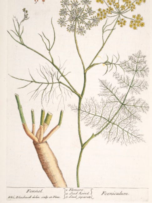 NOTES from. nature's larder // fennel