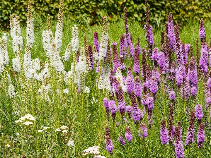 Fleurs de Liatris spicata et Pycnanthemum muticum