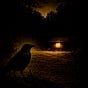 Murdered By Crows's avatar