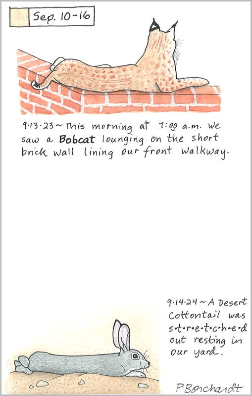 Perpetual Journal, week of Sep. 10-16: Desert Cottontail (2024); Bobcat (2023)