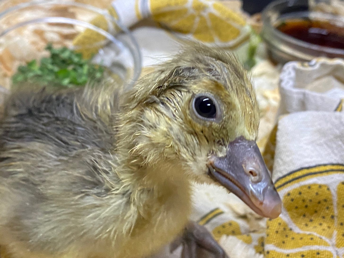 Day-old gosling with questioning look