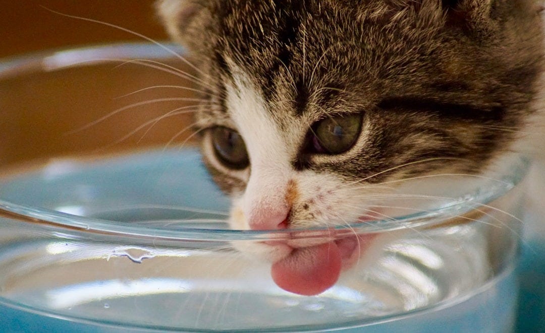 cat drinking water from bowl