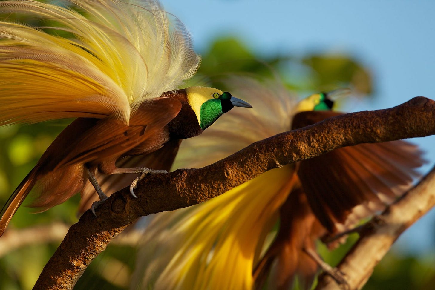 The Greater Bird of Paradise. A spectacular wondr of nature