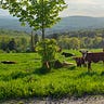 Small Farm Republic