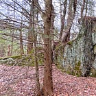 Something Fishy In The Vermont Woods...