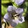 Plants in Plain Language