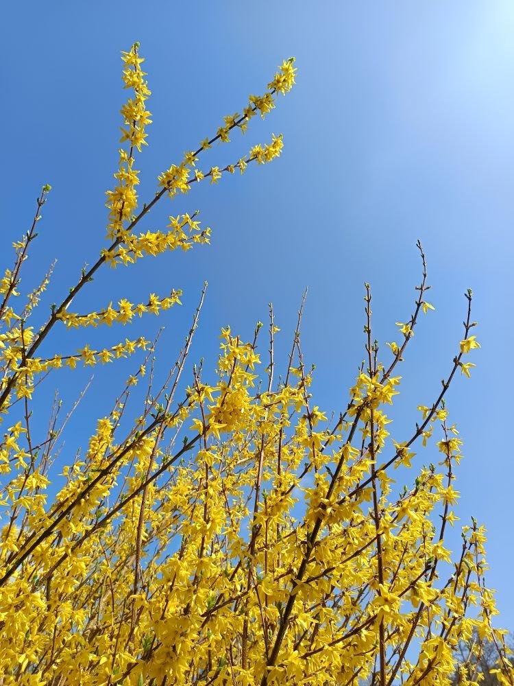 Yellow forsythia blossoms against a blue sky Yellow forsythia blossoms against a blue sky