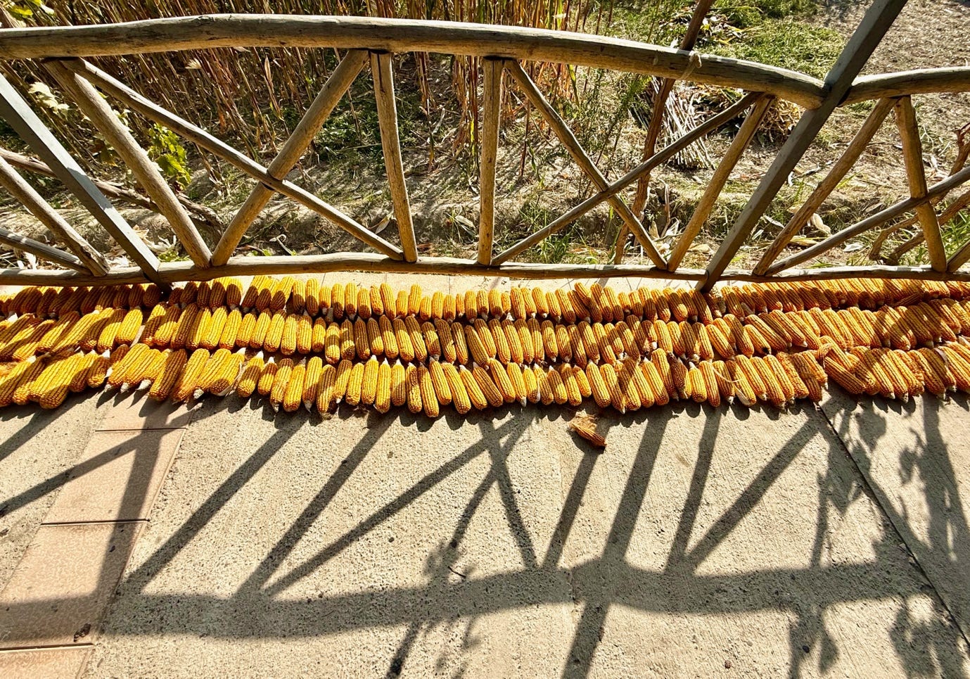 A row of corn on the cob

AI-generated content may be incorrect.