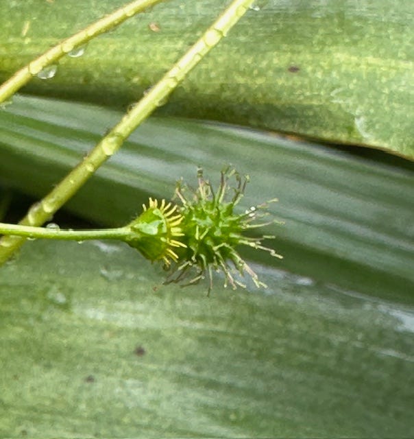 flower and fruiting head of Geum urbanum