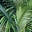 Theleafyside's avatar