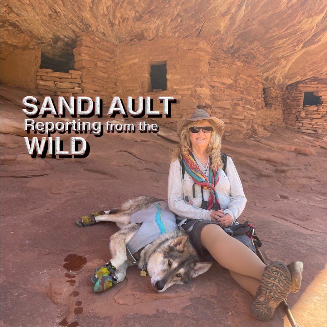 Sandi Ault - Reporting from the WILD