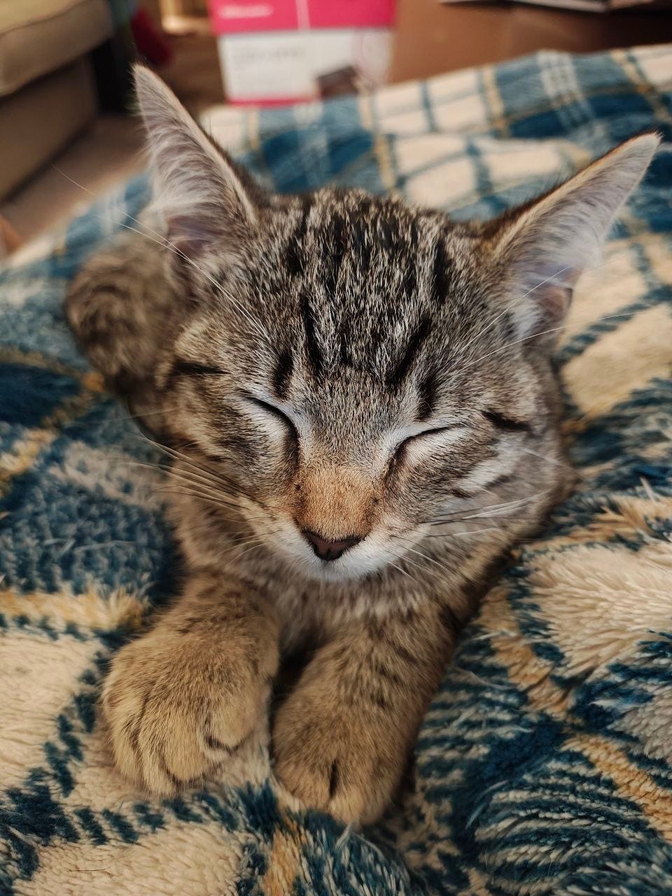 Alt text: Close-up of a sleepy gray-brown tabby kitten resting with its eyes closed and front paws stretched forward on a soft blue-and-cream plaid blanket.