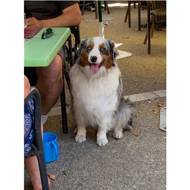 A dog sitting on the ground

Description automatically generated