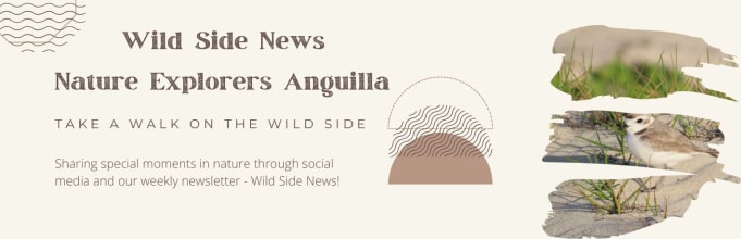 Wild Side News