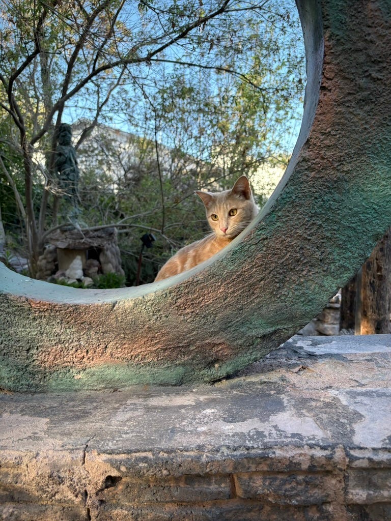 a ginger cat peeks out from behind a statue