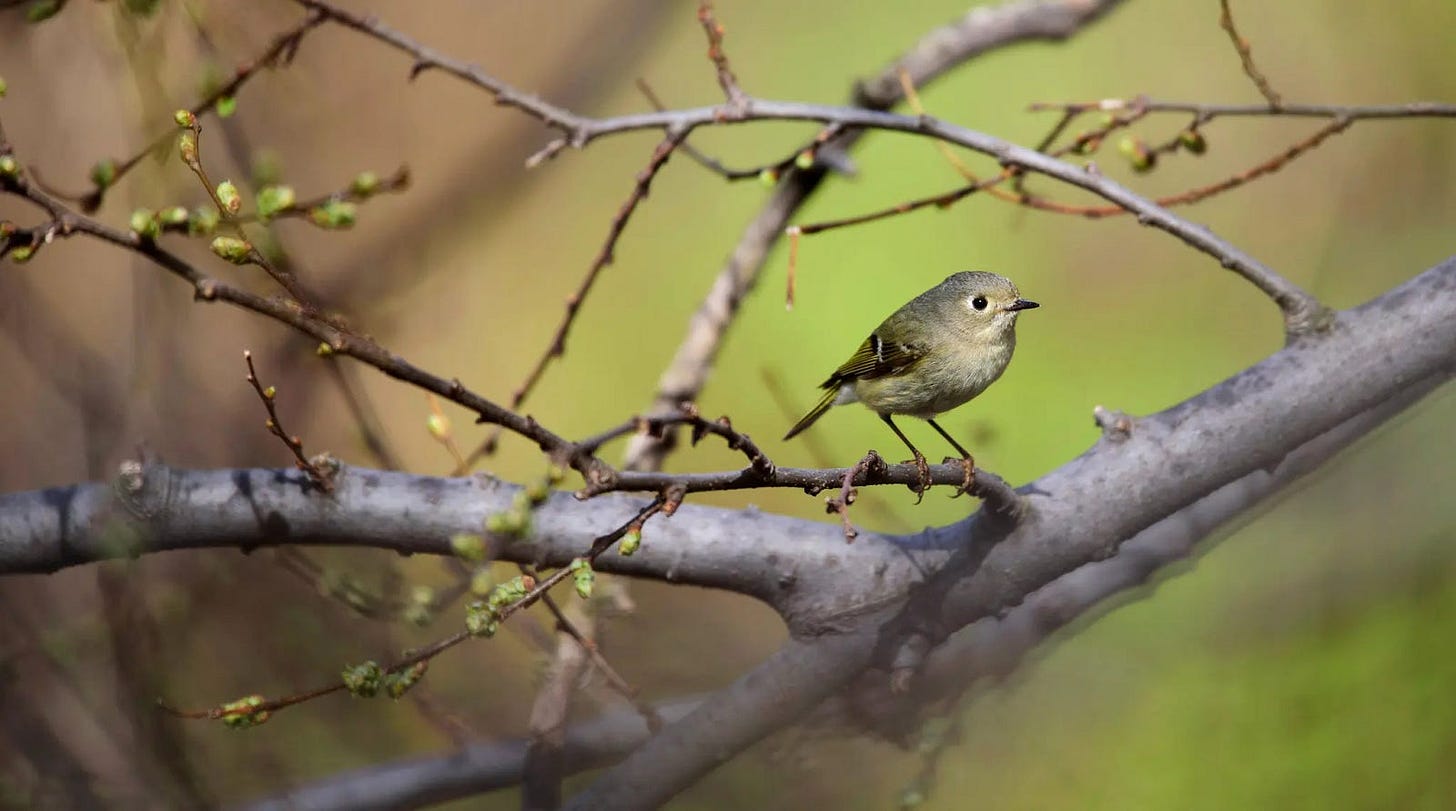 May be an image of meadowlark and nature