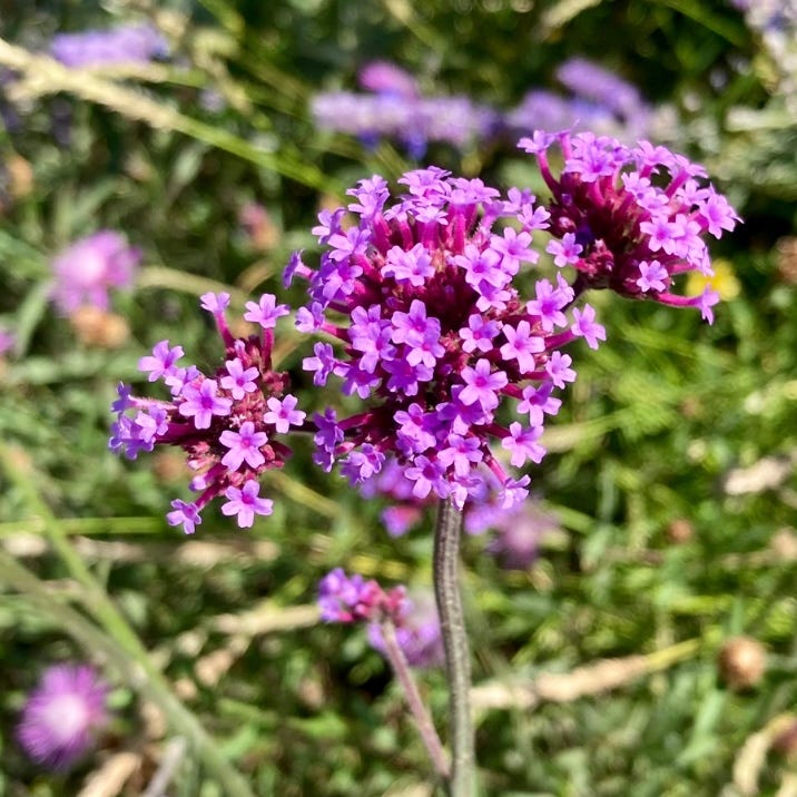 multi-petaled pink-purple flower