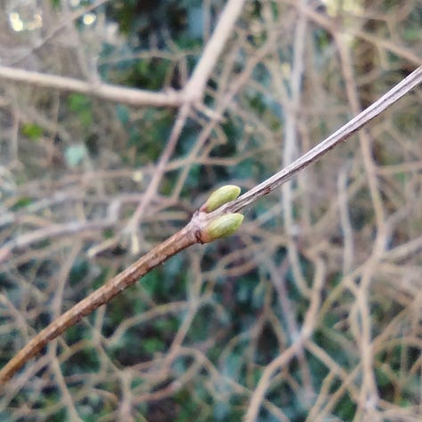 Image one, two tight little buds of guelder rose; two bright green buds, either side of a stem that seems a little square, perhaps a climber; two dark red-brown buds on a wild cherry