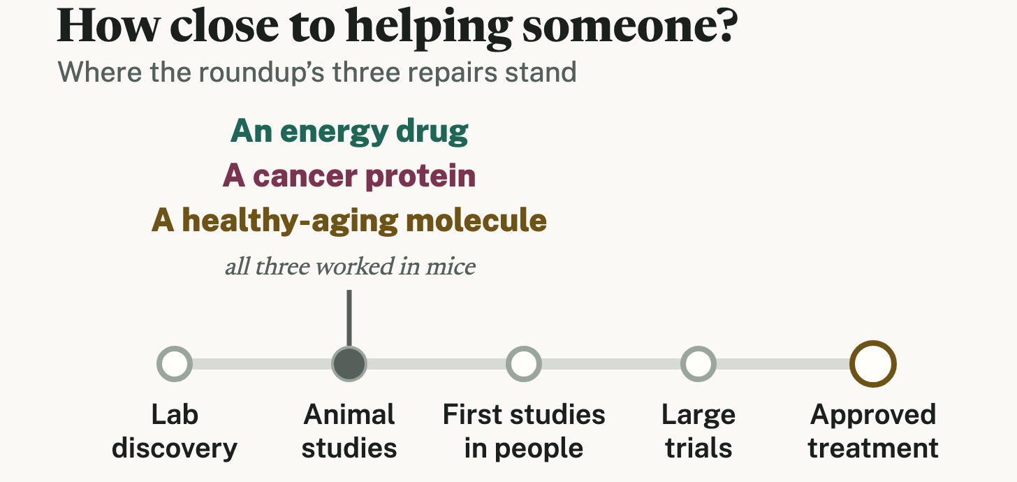 A road with five stops: lab discovery, animal studies, first studies in people, large trials, approved treatment. An energy drug, a cancer protein and a healthy-aging molecule all sit at animal studies: all three worked in mice. Nothing is ready for families yet. A road with five stops: lab discovery, animal studies, first studies in people, large trials, approved treatment. An energy drug, a cancer protein and a healthy-aging molecule all sit at animal studies: all three worked in mice. Nothing is ready for families yet.