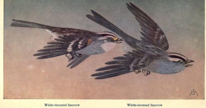 A pair of birds with wings spread
AI-generated content may be incorrect. A pair of birds with wings spread
AI-generated content may be incorrect.