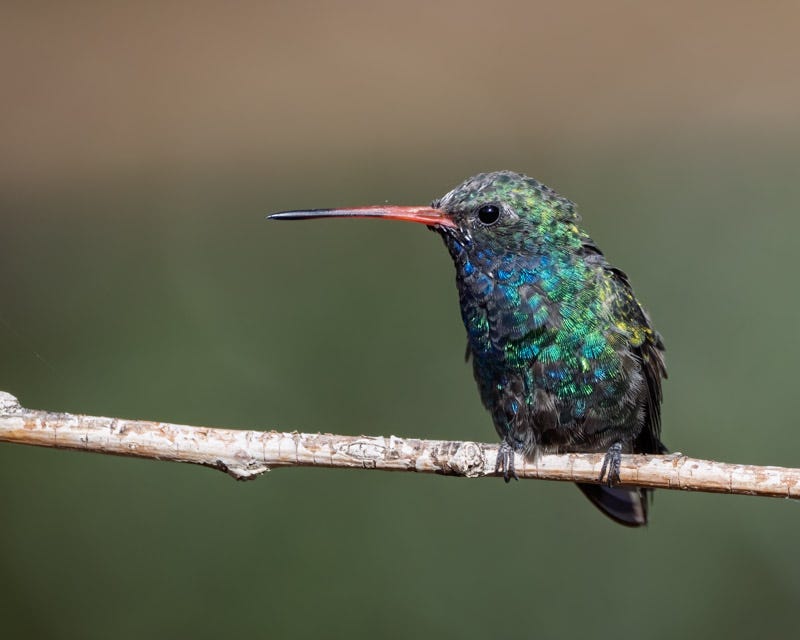 20250901-MaderaCanyon-398-Edit.jpg 20250901-MaderaCanyon-398-Edit.jpg