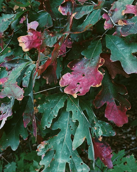 Photographs of leaves from various trees, all with the same dark red color