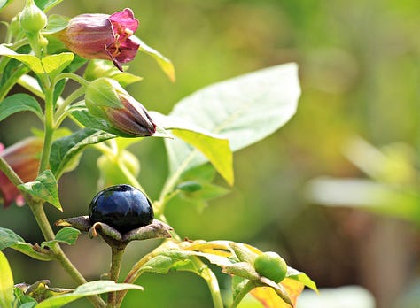 nightshade family ground cherry, eggplant, belladonna 