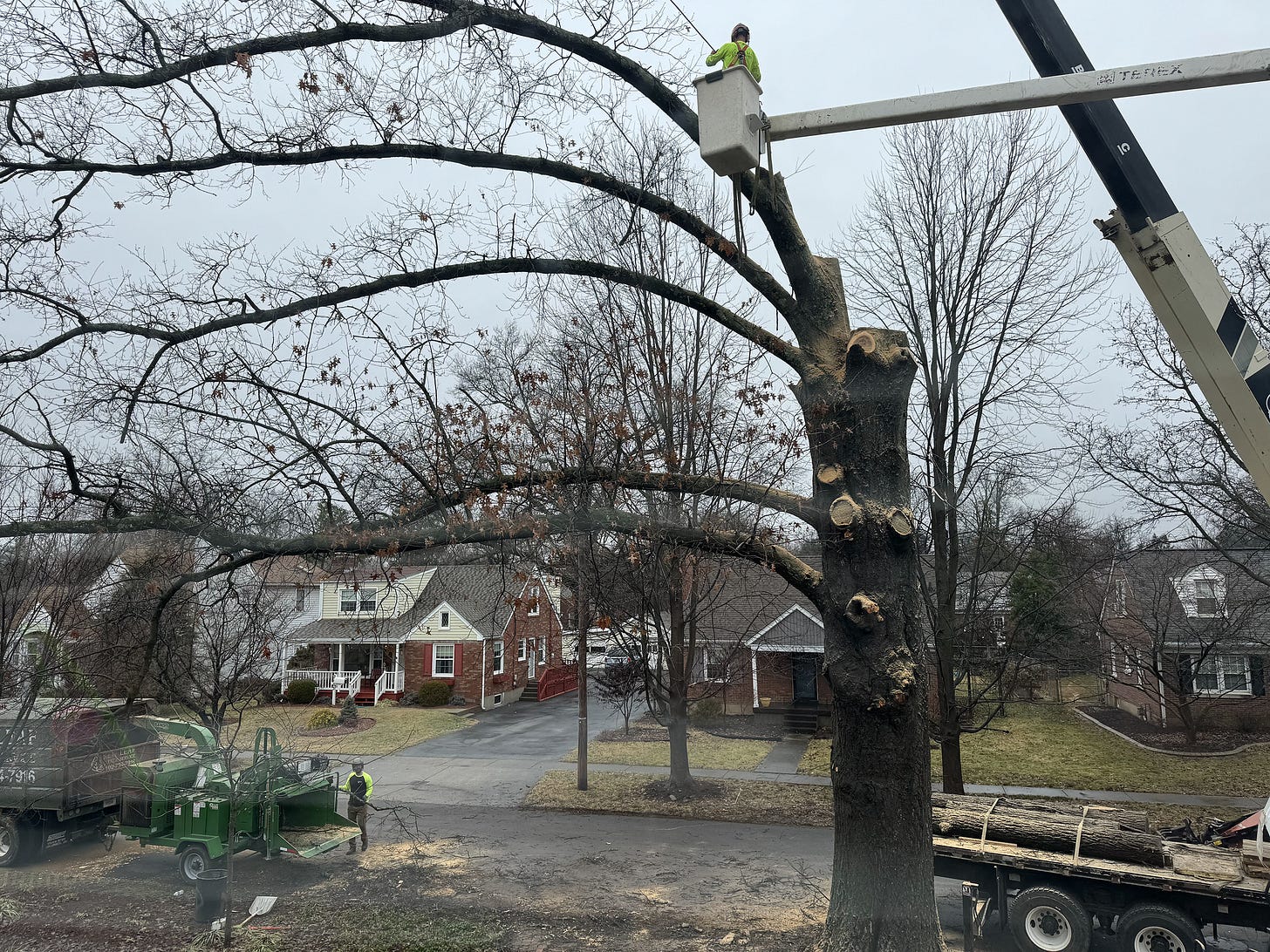 A mighty oak tree is being removed after receiving official City permission. A mighty oak tree is being removed after receiving official City permission.