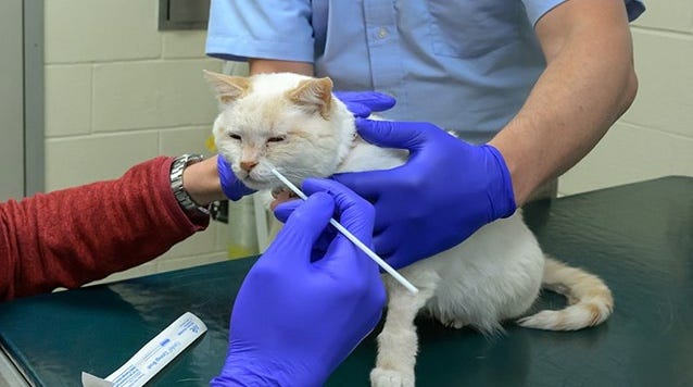 Vet taking cheek swab from cat